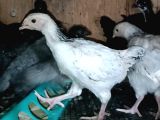 Australorp Sussex