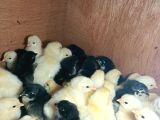 Australorp ve Sussex 