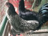 1+1 Australorp