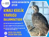KINALI KEKLİK YAVRUSU BULUNMAKTADIR