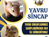 EVCİL YAVRU SİNCAP
