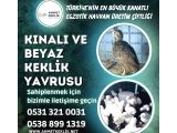 KINALI VE BEYAZ KEKLİK YAVRUSU
