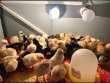 CİVCİV BÜYÜTME (ANA KUCAĞİ)  KAFESİ