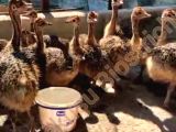 Satılık Sağlıklı Afrika Devekuşu Yavrusu – Türkiye Genelinde Teslimat