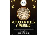 KULUÇKALIK KEKLİK YUMURTASI