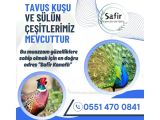 TAVUS KUŞU VE SÜLÜNE DAİR HERŞEY !!