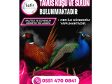 TAVUSKUŞU VE SÜLÜN ÇEŞİTLERİ MEVCUTTUR