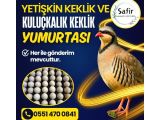 YETİŞKİN KEKLİK VE KULUÇKALIK KEKLİK YUMURTASI