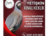 YETİŞKİN KINALI KEKLİK