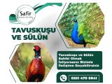 TAVUS KUŞU VE SÜLÜN ÇEŞİTLERİ