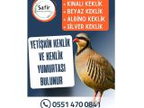 YETİŞKİN KEKLİK VE KEKLİK YUMURTASI