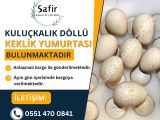 KULUÇKALIK KEKLİK YUMURTASI BULUNMAKTADIR.!