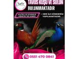 TAVUS KUŞU VE SÜLÜN