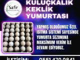 KULUÇKALIK KEKLİK YUMURTASI