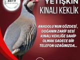 YETİŞKİN DAMIZLIK KEKLİK