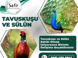 TAVUSKUŞU SÜLÜN BULUNMAKTADIR