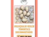 KULUÇKALIK KEKLİK YUMURTASI