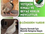 KINALI VE BEYAZ KEKLİK 