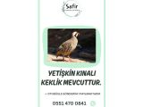 YETİŞKİN KEKLİK BULUNMAKTADIR