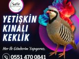 DAMIZLIK KEKLİK SAHİPLENMEK İÇİN İLETİŞİME GEÇEBİLİRSİNİZ