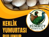 KULUÇKALIK KEKLİK YUMURTASI