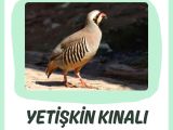 KINALI KEKLİK 