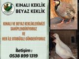 YETİŞKİN KINALI VE BEYAZ KEKLİK ANAÇ