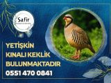 YETİŞKİN KINALI KEKLİK 