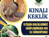 GENÇ DAMIZLIK KINALI KEKLİK