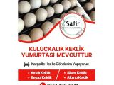 KULUÇKALIK KINALI-BEYAZ-SİLVER-ALBİNO KEKLİK YUMURTASI