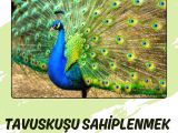 MAVİ TAVUS KUŞU 