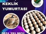 DÖLLÜ KULUÇKALIK KEKLİK YUMURTASI 