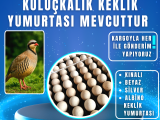 KULUÇKALIK KEKLİK YUMURTASI 