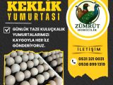 KEKLİK YUMURTASI