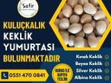 KEKLİĞİN DOĞRU ADRESİ !