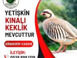 YUMURTLAR DURUMDA KINALI KEKLİK 