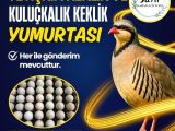YETİŞKİN KEKLİK VE KEKLİK YUMURTASI
