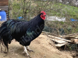 DAMIZLIK A KALİTE 1 YAŞ Australorp ve Wyandotte