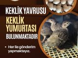 KEKLİK PALAZI VE KULUÇKALIK KEKLİK YUMURTASI