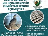  KEKLİĞE DAİR HERŞEY !!