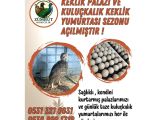 KINALI KEKLİK | BEYAZ KEKLİK PALAZ VE YUMURTASI