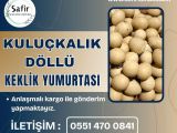 DÖLLÜ KULUÇKALIK KEKLİK YUMURTASI