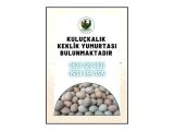 KINALI , BEYAZ , SİLVER VE ALBİNO KEKLİK YUMURTASI