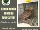 KINALI KEKLİK YUVRUSU