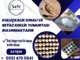 TAZE KULUÇKALIK KEKLİK YUMURTASI