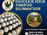 DÖLLÜ KULUÇKALIK KEKLİK YUMURTASI BULUNMAKTADIR