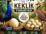 KULUÇKALIK TAVUSKUŞU VE KEKLİK YUMURTASI