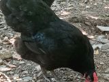 Siyah Alman Australorp Civciv 