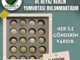KULUÇKALIK KEKLİK YUMURTASI