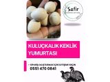 TAZE DÖLLÜ KEKLİK YUMURTASI